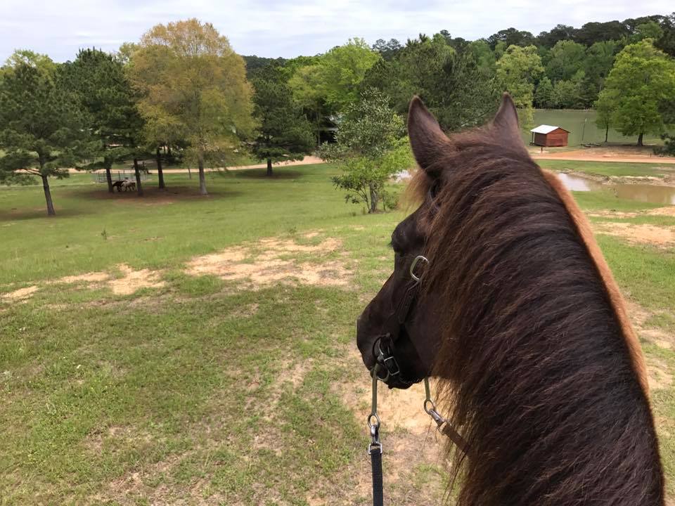 smoky black Rowdy Rawhide standardbred gelding