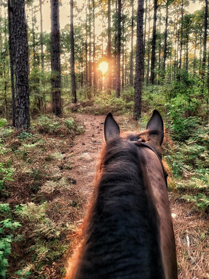 Smoky black standardbred gelding