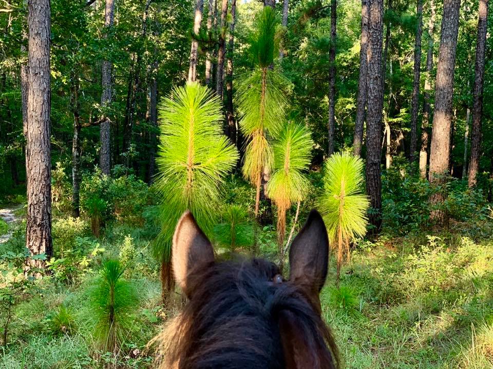 Smoky black standardbred gelding
