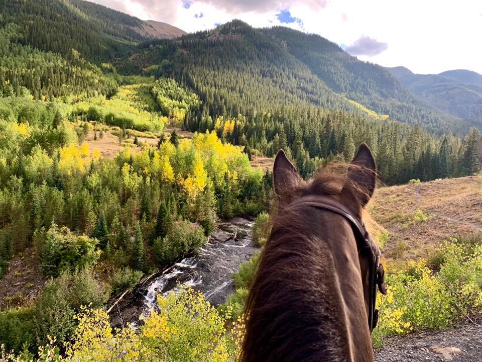 smoky black Rowdy Rawhide standardbred gelding