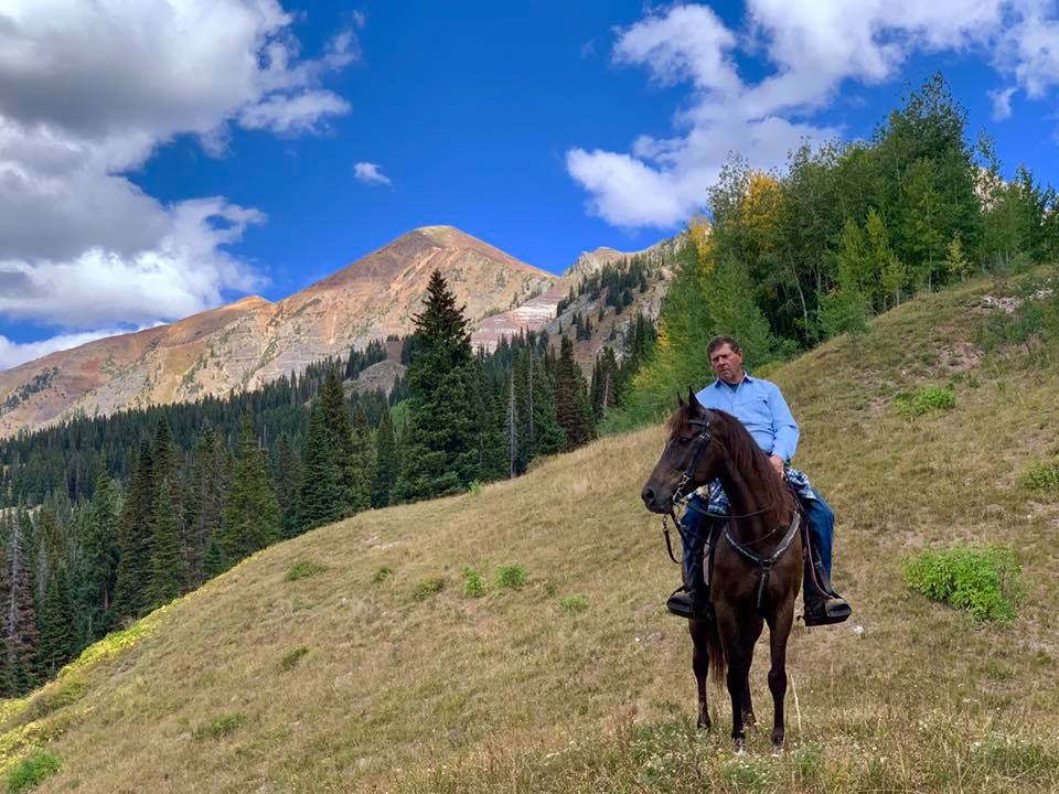Smoky black standardbred gelding