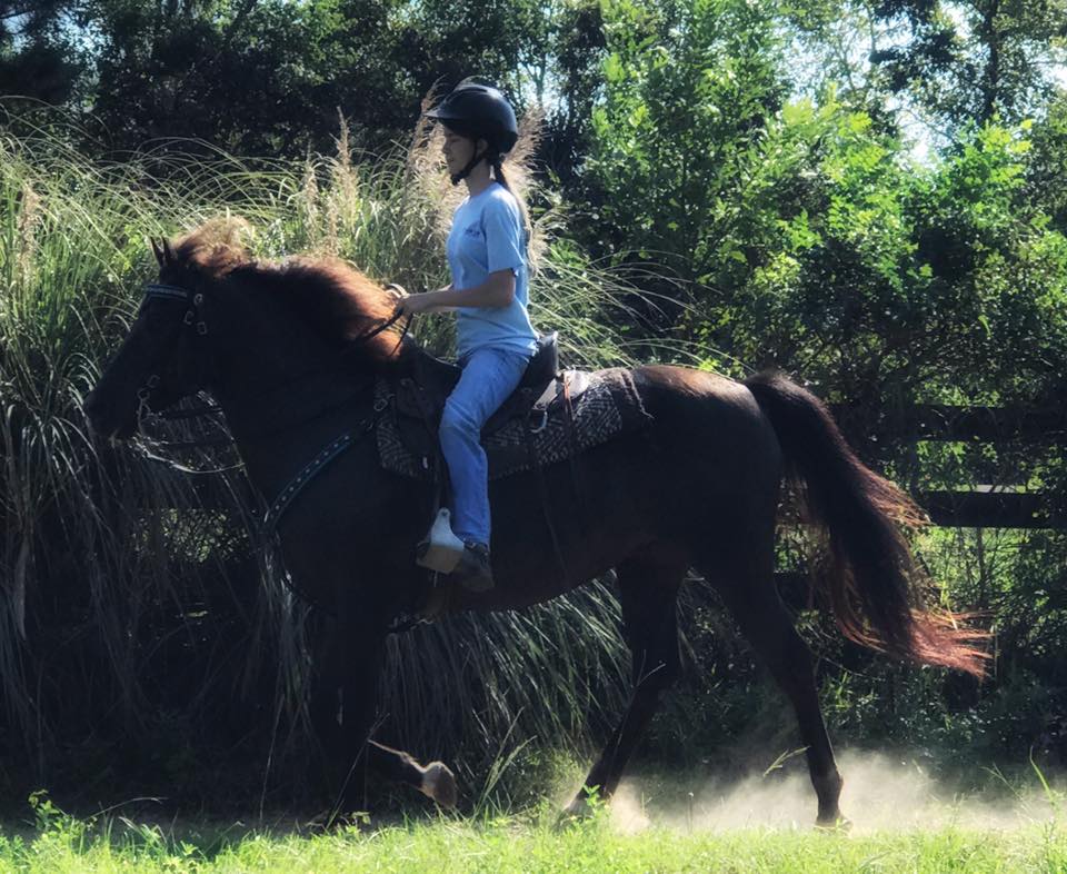 Smoky black standardbred gelding