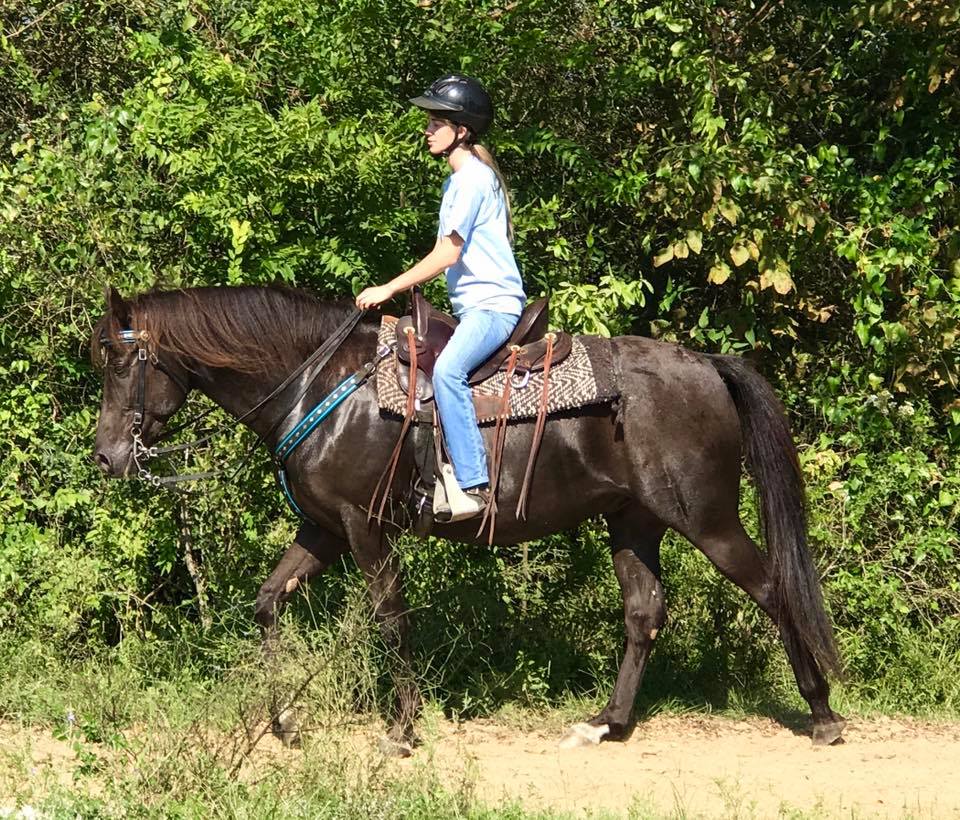 Smoky black standardbred gelding