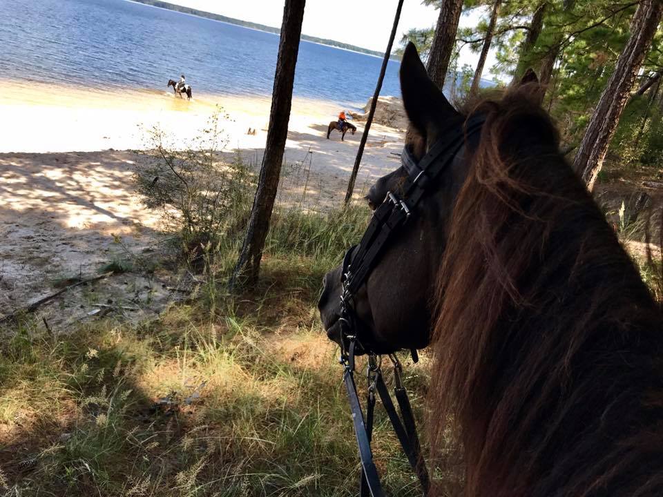 smoky black Rowdy Rawhide standardbred gelding