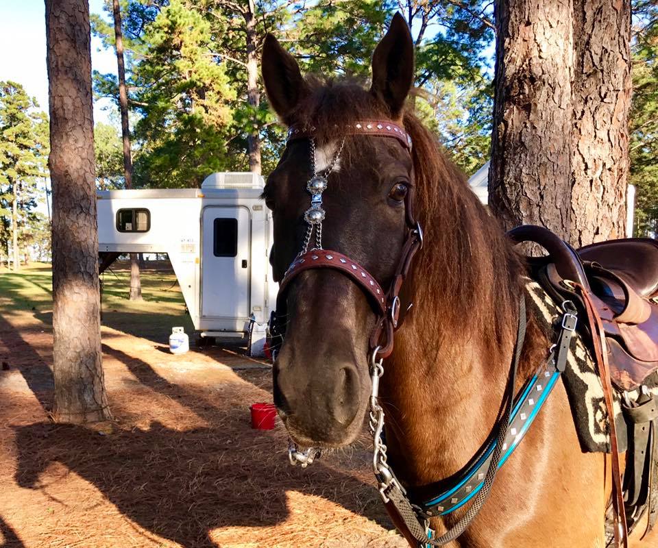 smoky black Rowdy Rawhide standardbred gelding