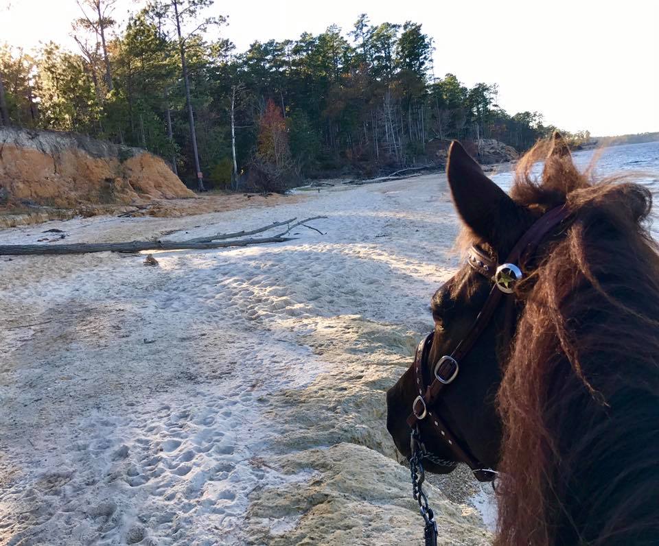 smoky black Rowdy Rawhide standardbred gelding