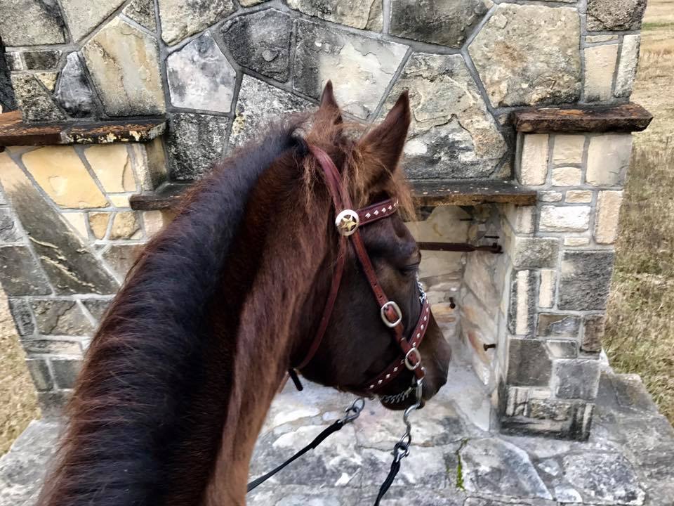 smoky black Rowdy Rawhide standardbred gelding