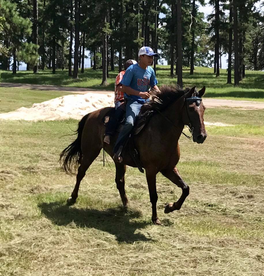 Tennesssee Walking Horse mare