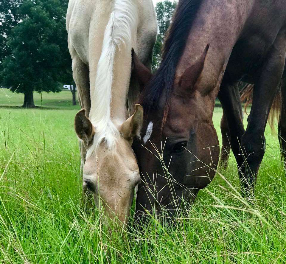 Tennessee Walking Horse