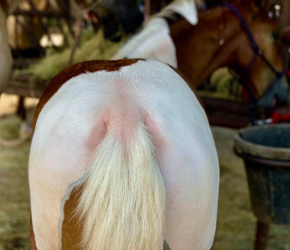 Tennessee Walking Horse colt rump