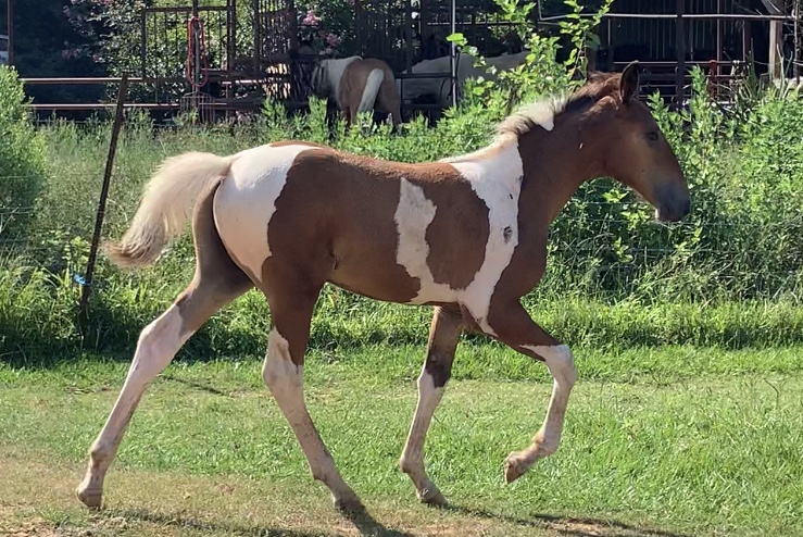 spotted Tennessee Walking Horse colt