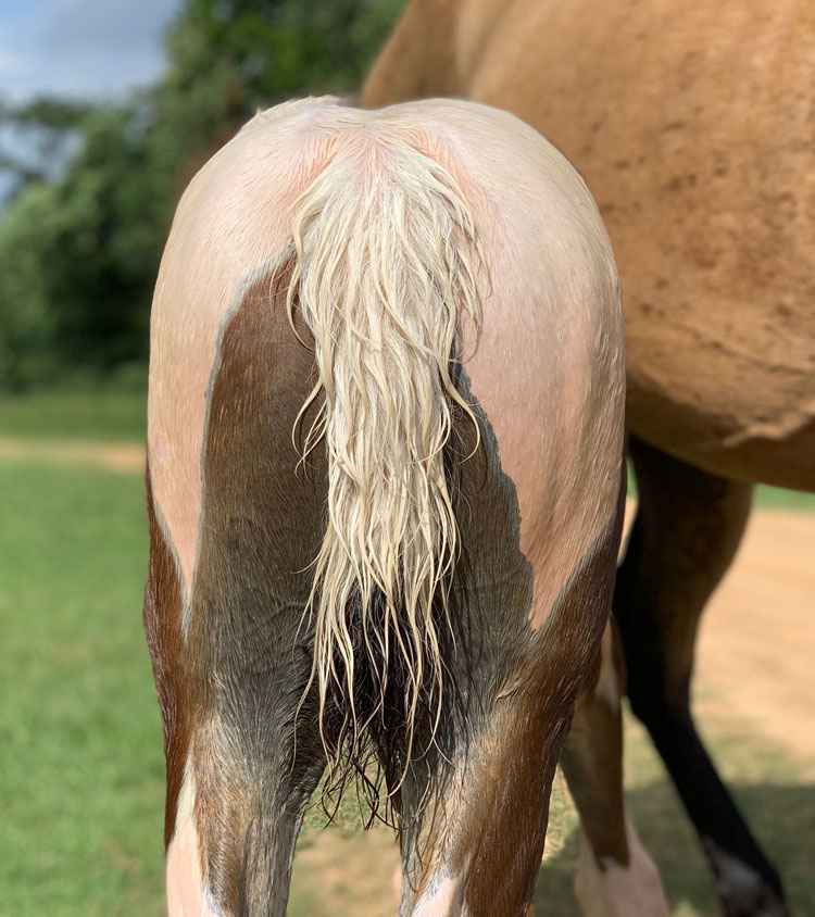 spotted Tennessee Walking Horse colt