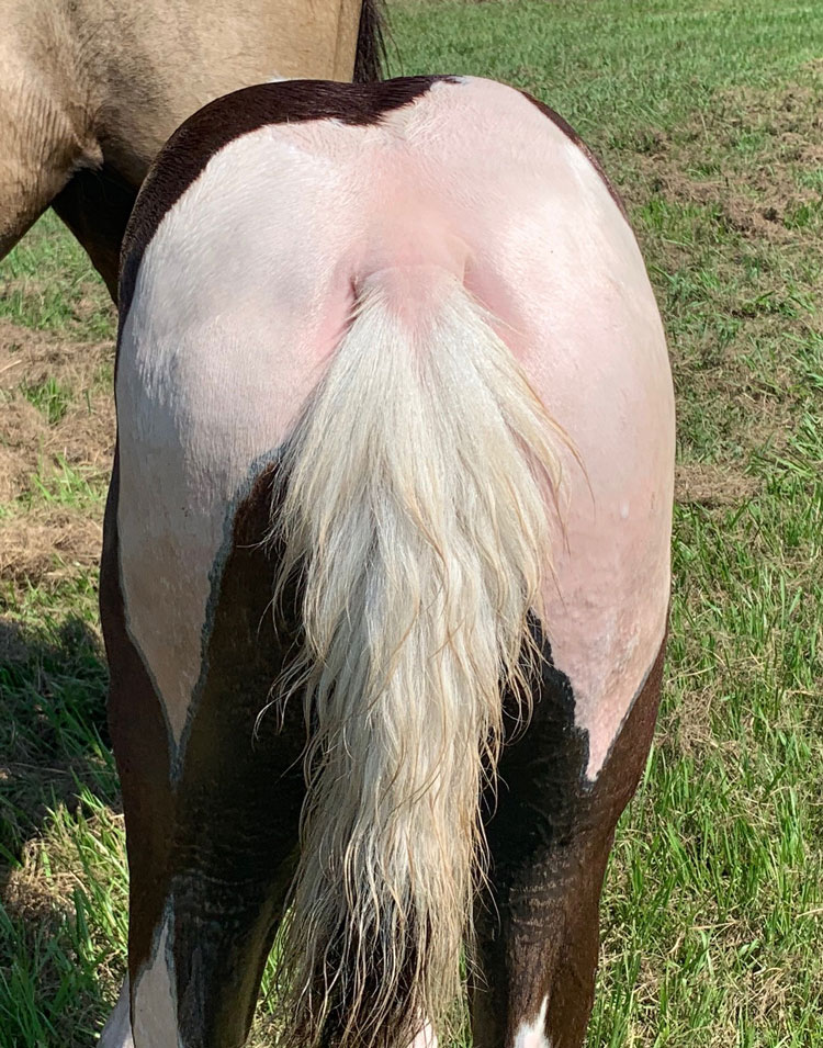 spotted Tennessee Walking Horse colt
