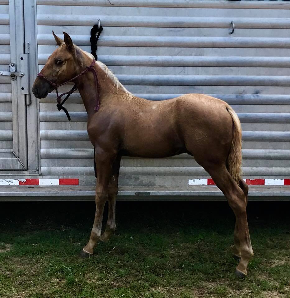 Tennessee Walking Horse