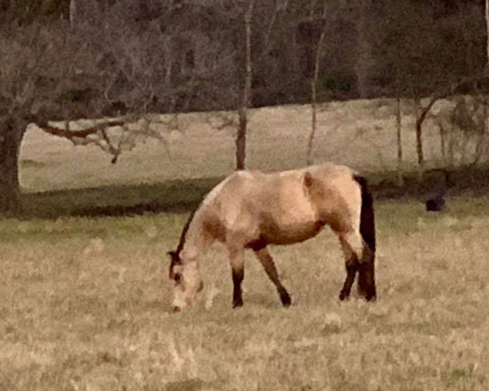buckskin Tenn Walker mare