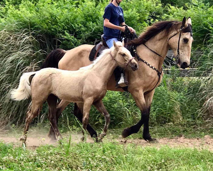 buckskin Tenn Walker mare