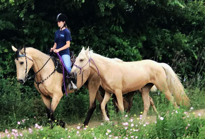 buckskin Tenn Walker mare