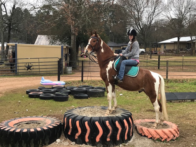 Spotted Saddle Horse gelding for sale