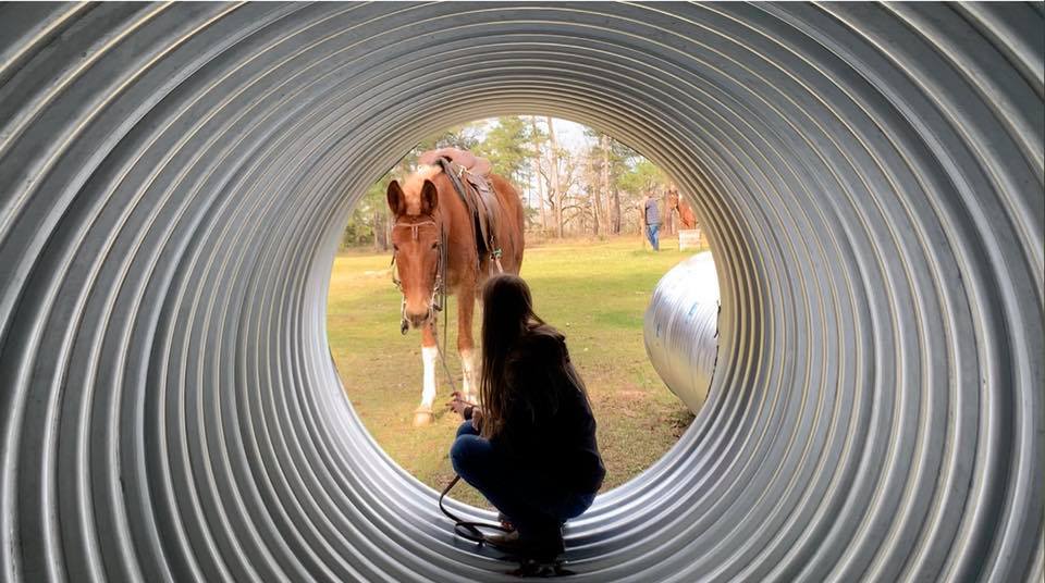 gaited mule I D Fairchild Forest