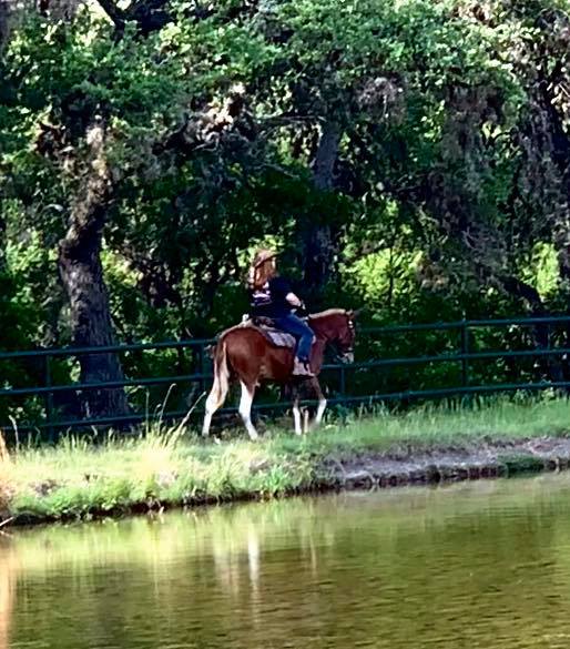 gentle gaited mule