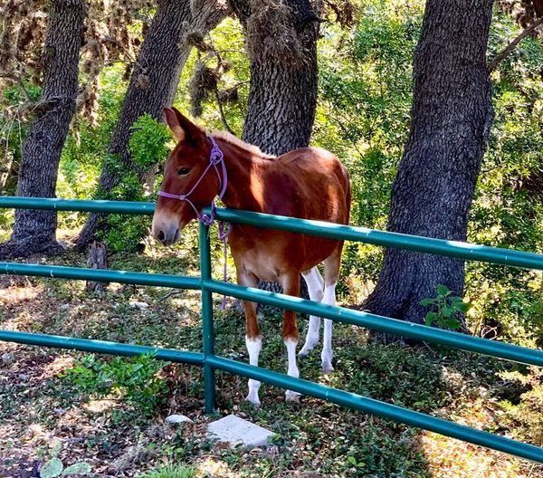 Gentle gaited mule