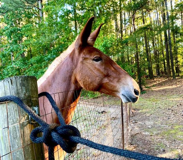 Gentle gaited mule