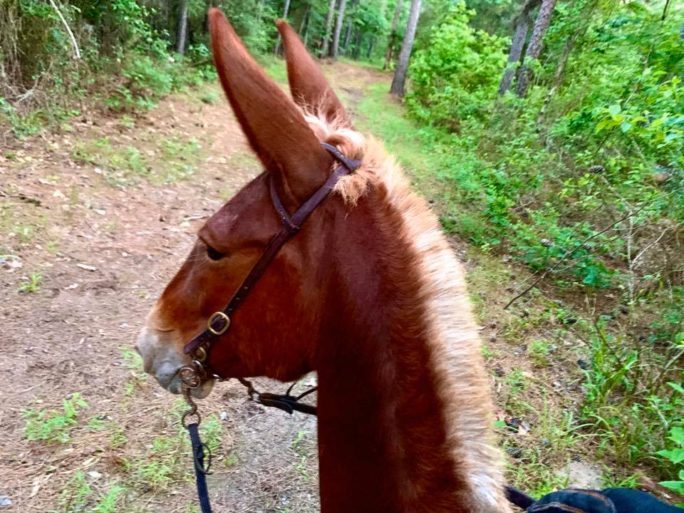 gentle gaited mule