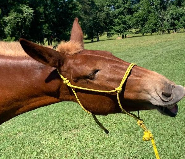 Yoder the gaited mule doing a selfie