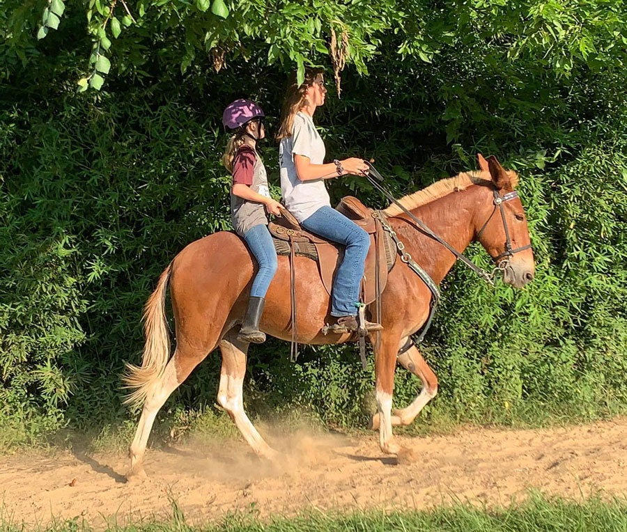 gaited mule riding double