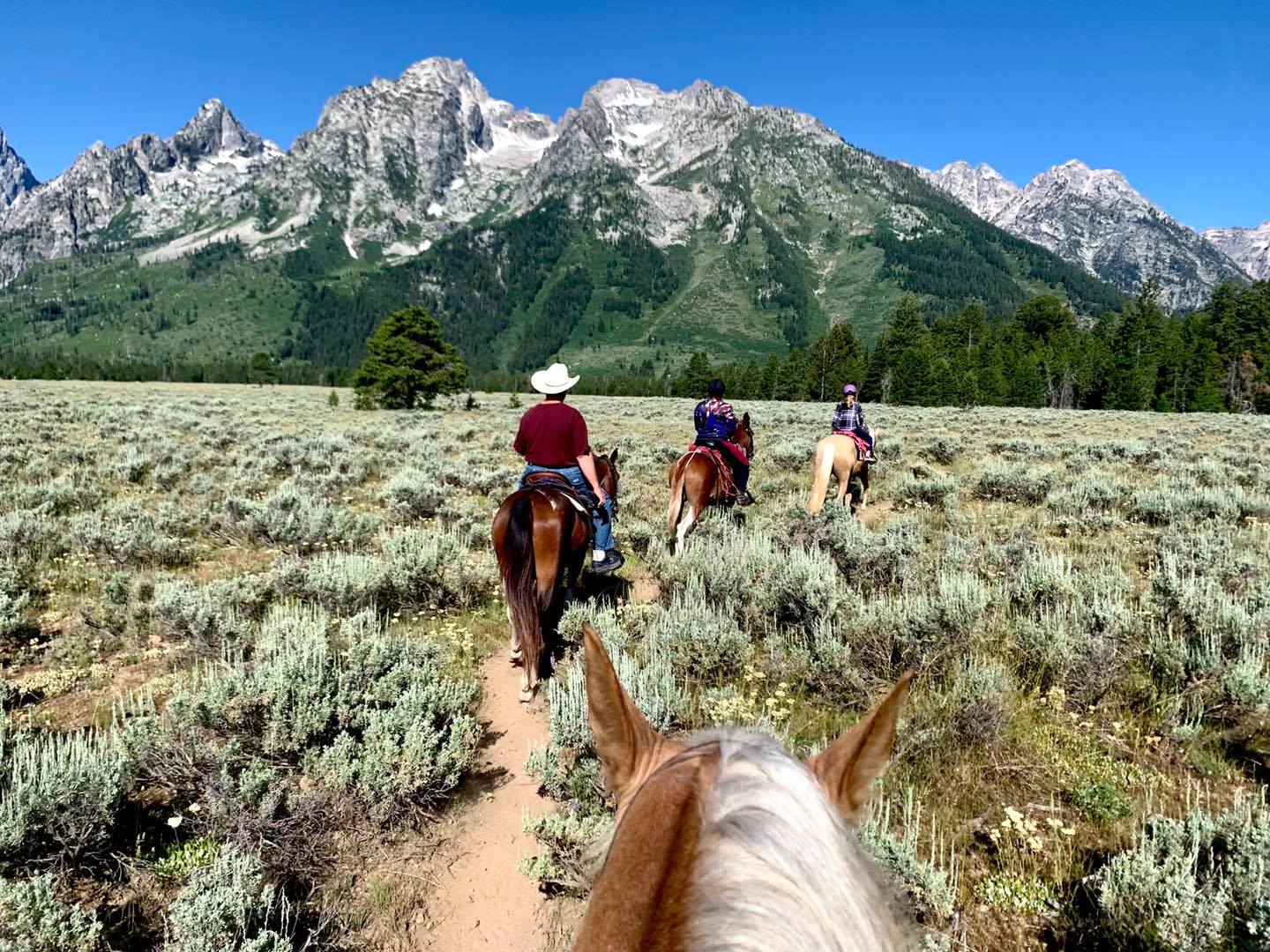 gentle gaited mule at Grand Tetons