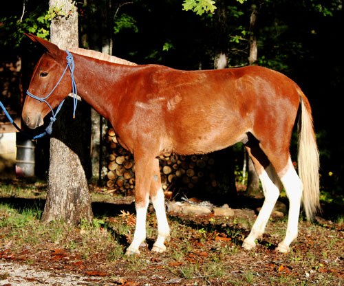 Sorrel blonde Gaited Mule