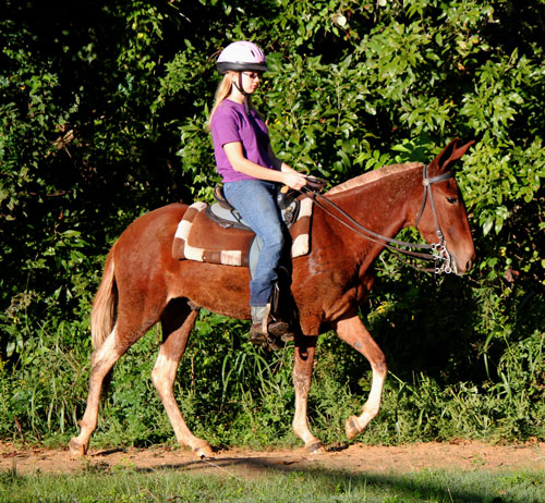 Sorrel blonde Gaited Mule