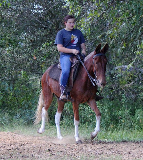 Sorrel blonde Gaited Mule