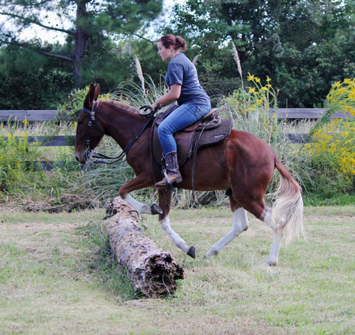 Sorrel blonde Gaited Mule