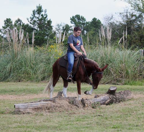 Sorrel blonde Gaited Mule