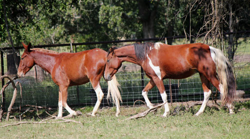 Sorrel blonde Gaited Mule